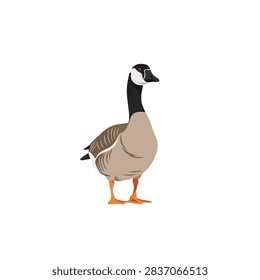 Vector illustration of a Canada goose standing isolated on white background for wildlife design