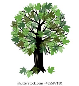 Vector illustration of a canadian maple tree with green foliage