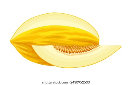 Ilustración vectorial, melón canario o melón de invierno, aislado sobre fondo blanco.