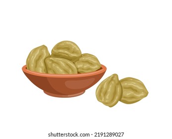 Vector illustration, candlenut or kukui nut, also called indian walnut, scientific name Aleurites moluccanus, isolated on white background.