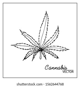 Vector illustration of cannabis. Isolated on a white background. For chemistry, schemes, business, design, botanical books, books about herbs, textbooks, medical books