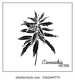 Vector illustration of cannabis. Isolated on a white background. For chemistry, schemes, business, design, botanical books, books about herbs, textbooks, medical books