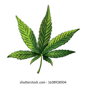 Vector illustration of cannabis leaf. Green marijuana leaf isolated. Vector eps 10.