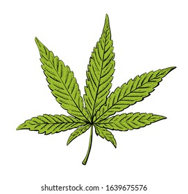 Vector illustration of cannabis leaf. Green marijuana leaf isolated. Vector eps 10.
