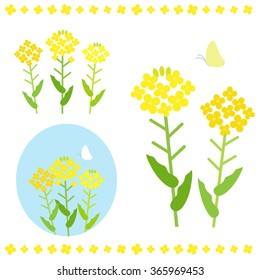 Vector Illustration Of Canola Flower