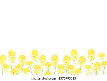 Vector illustration of canola flower garden