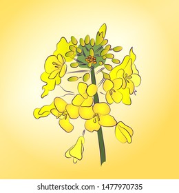 Vector illustration canola. Flowering stalk of yellow rape flowers. Wild field grass. The concept of rapeseed oil or garden.  