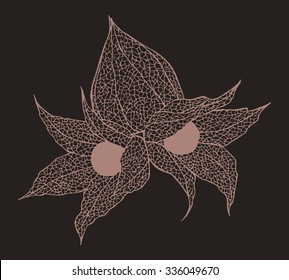 Vector illustration of cape gooseberry