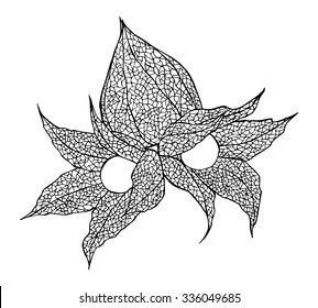 Vector illustration of cape gooseberry