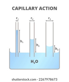 Vektorgrafik von Kapillarität oder Kapillarität. Gefäß- und Prüflöhren mit Wasser. Haftfähigkeit, Zusammenhalt und Oberflächenspannung. Das Wasser in den dünnen Röhren steigt höher als in den breiteren Röhren.