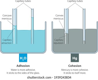 Vector illustration of capillary action of water compared to mercury.