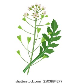 Vector illustration of Capsella bursa pastoris, known as shepherd's purse, isolated on white background.