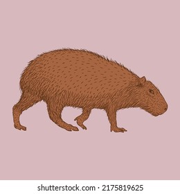 Vector illustration of capybara design. hand drawn line style of capybara or greater capybara is a giant cavy rodent.