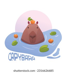 Vector illustration with a capybara floating in the water and oranges. On a white background. Capybara in water with oranges.