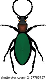 Vector illustration of Carabidae beetle. Ilustración vectorial de  escarabajo Carabidae. 