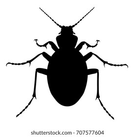 Vector illustration of carabus coriaceus beetle silhouette