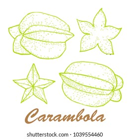 Vector illustration of carambola. Exotic fruit painted.
