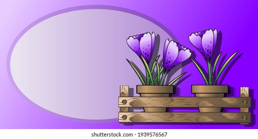 Vector illustration. Card with a blank space for inscriptions, The first spring flowers in pots crocuses