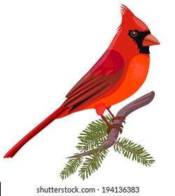 Vector illustration of cardinal
