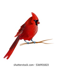 Vector illustration of cardinal