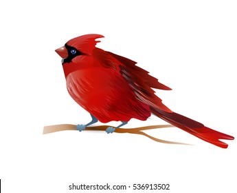 Vector illustration of cardinal