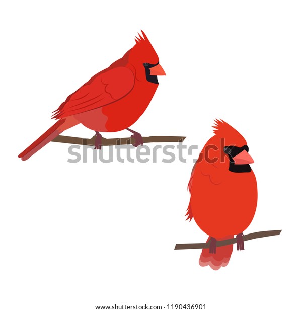 Vector Illustration Cardinal Bird On White Stock Vector (Royalty Free