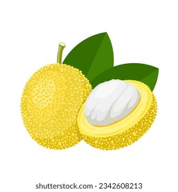 Vector illustration, Caricuelo or Garcinia madruno, isolated on white background.