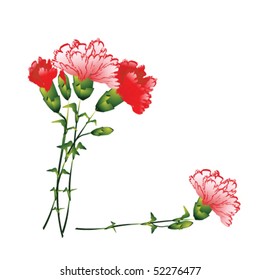 vector illustration of carnation