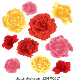 Vector illustration of carnations flowers red,pink,yellow,blooming flowers,botanical beauty,isolated on white background,elegance realistic flowers.Beautiful of nature.