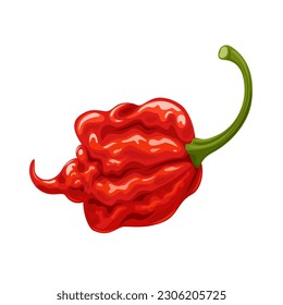 Vector illustration, Carolina Reaper chili pepper, isolated on white background.