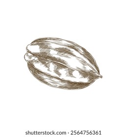 Vector illustration of a carom made in style of a black and white hand-drawn drawing for design of a vegetarian menu with tropical fruits on a white background.