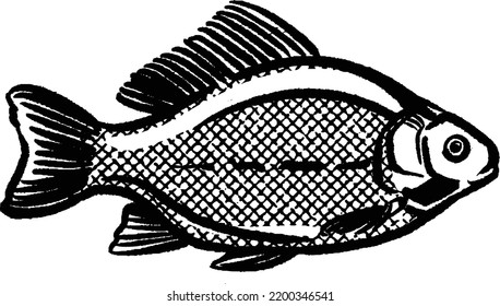 vector illustration  Carp fish isolated on white background