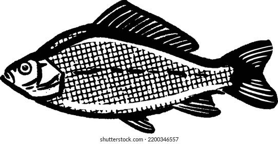 ilustración vectorial Pescado de carpa aislado en fondo blanco