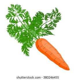 vector illustration of carrot