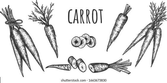 Vector illustration of carrot crop set. Young bunch, slice, whole, pieces, chopped. Farm market product or culinary show ingredient. Vintage hand drawn style.