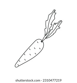 Vector illustration of a carrot in doodle style