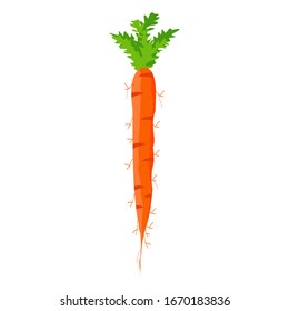 Vector illustration of carrot flat design isolated on a white background. For graphic designers.