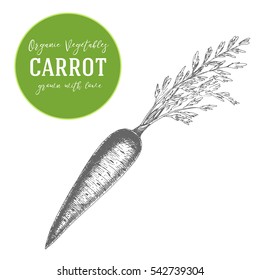 Vector illustration of carrot. Hand drawn with ink vintage illustration