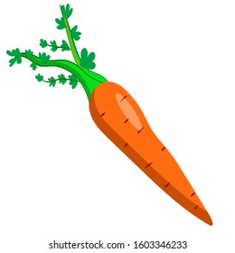 Vector illustration of a carrot isolated on a white background. Stock illustration carrots. Image of a realistic carrot. Fresh Ingredient Illustration
