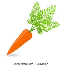 Vector illustration of carrot isolated on white background