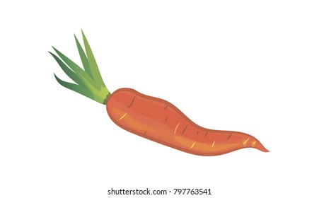 Vector illustration of carrot isolated on white background