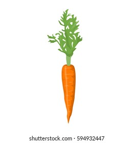 Vector illustration of a carrot on white background. Vegetables and gardening topic.