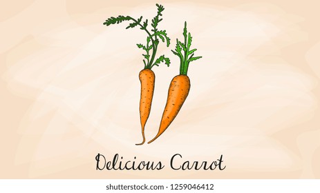 Vector Illustration of Carrot Vegetable Sketch Style