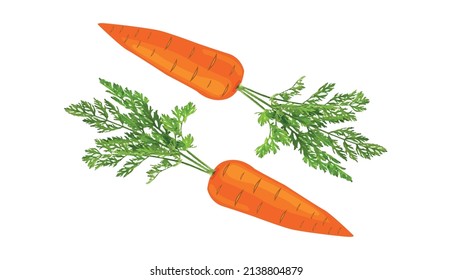 Vector illustration of carrots diagonally. Drawing carrots in circle, vegetable designer, eating well, healthy, vitamin. vector illustration on white background