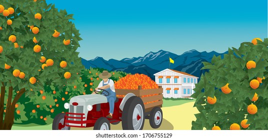 vector illustration of carrying orange on a truck.orange field background.