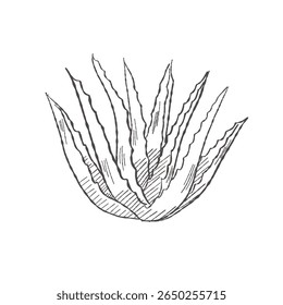 Vector illustration cartoon of Aloe Vera plant representing a cosmetic ingredient isolated as a clean design element for packaging and branding