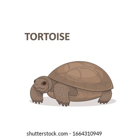 Ilustración vectorial, una caricatura marrón puja tortuga, aislada en un fondo blanco. Alfabeto animal.