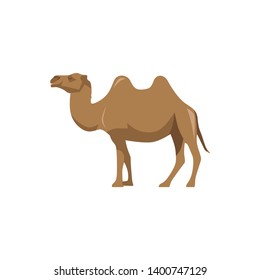 Vector Illustration cartoon camel in flat style on white background - Vector