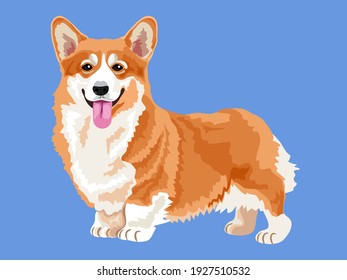 vector illustration cartoon corgi dog