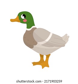 Vector illustration of cartoon cute duck isolated on white background. 